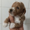 Other Maltipoo puppies for sale