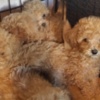 Other Maltipoo puppies for sale