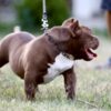 Other American Bully puppies