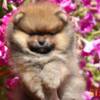 Pomeranian Pomeranian Spitz puppies