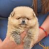 Pomeranian Pomeranian Spitz puppies