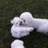 Bichon Frise Bichon Frise puppies for sale