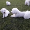 Bichon Frise Bichon Frise puppies for sale
