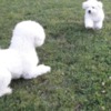 Bichon Frise Bichon Frise puppies for sale