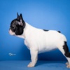 French Bulldog French Bulldog puppies
