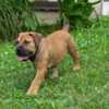 Boerboel South African Mastiff – Boerboel Puppies