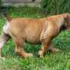 Boerboel South African Mastiff – Boerboel Puppies