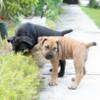 Boerboel South African Mastiff – Boerboel Puppies