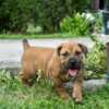Boerboel South African Mastiff – Boerboel Puppies