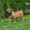 Boerboel South African Mastiff – Boerboel Puppies