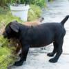 Boerboel South African Mastiff – Boerboel Puppies