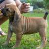 Boerboel South African Mastiff – Boerboel Puppies