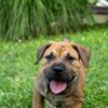 Boerboel South African Mastiff – Boerboel Puppies
