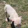 Dogo Argentino Dogo Argentino – Beautiful Puppies