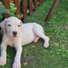 Dogo Argentino Dogo Argentino – Beautiful Puppies