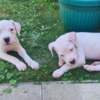 Dogo Argentino Dogo Argentino – Beautiful Puppies