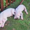 Dogo Argentino Dogo Argentino – Beautiful Puppies