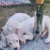 Dogo Argentino Dogo Argentino – Beautiful Puppies