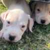 Dogo Argentino Dogo Argentino – Beautiful Puppies
