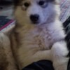 Alaskan Malamute CKC Purebred Alaskan Malamute Puppies