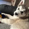 Alaskan Malamute CKC Purebred Alaskan Malamute Puppies