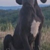 Great Dane Great Dane – Beautiful Puppies