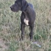 Great Dane Great Dane – Beautiful Puppies