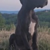 Great Dane Great Dane – Beautiful Puppies