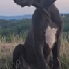Great Dane Great Dane – Beautiful Puppies