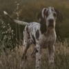 Great Dane Great Dane – Beautiful Puppies