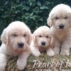 Golden Retriever Golden Retriever – Beautiful Puppies