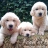 Golden Retriever Golden Retriever – Beautiful Puppies