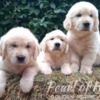 Golden Retriever Golden Retriever – Beautiful Puppies