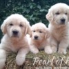 Golden Retriever Golden Retriever – Beautiful Puppies