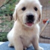 Golden Retriever Golden Retriever – Beautiful Puppies