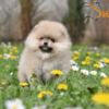 Pomeranian Pomeranian Spitz puppies