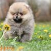 Pomeranian Pomeranian Spitz puppies