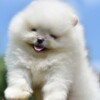 Pomeranian Pomeranian Spitz puppies