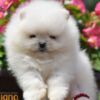 Pomeranian Pomeranian Spitz puppies