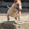 Bull Terrier (Miniature) Miniature Bull Terrier puppies