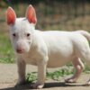 Bull Terrier (Miniature) Miniature Bull Terrier puppies