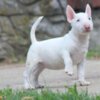 Bull Terrier (Miniature) Miniature Bull Terrier puppies
