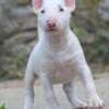 Bull Terrier (Miniature) Miniature Bull Terrier puppies