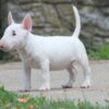 Bull Terrier (Miniature) Miniature Bull Terrier puppies