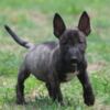 Bull Terrier (Miniature) Miniature Bull Terrier puppies