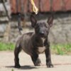 Bull Terrier (Miniature) Miniature Bull Terrier puppies