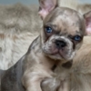 French Bulldog French Bulldog