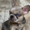 French Bulldog French Bulldog
