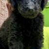 Poodle Royal Poodle Puppies
