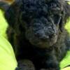 Poodle Royal Poodle Puppies